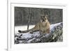 Puma-null-Framed Photographic Print