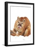 Puma-null-Framed Photographic Print