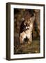 Puma-null-Framed Photographic Print