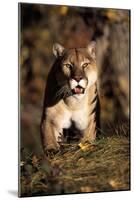 Puma-null-Mounted Photographic Print