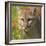 Puma-null-Framed Photographic Print