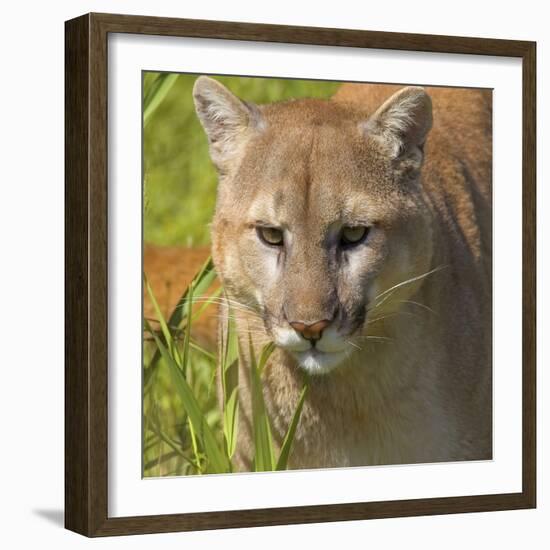 Puma-null-Framed Photographic Print