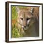 Puma-null-Framed Photographic Print