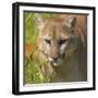 Puma-null-Framed Photographic Print