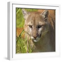 Puma-null-Framed Photographic Print