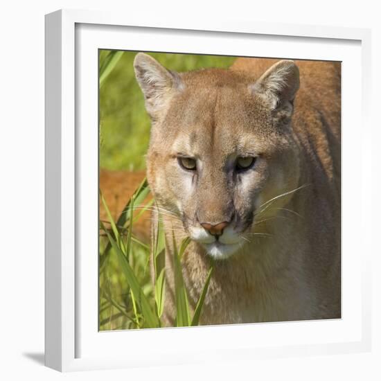 Puma-null-Framed Photographic Print