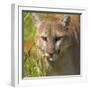 Puma-null-Framed Photographic Print