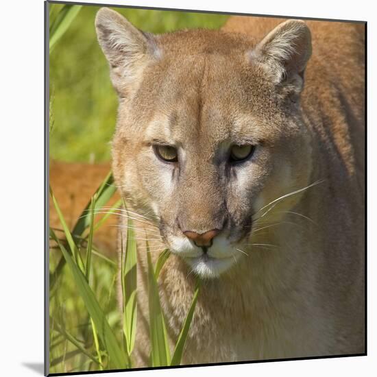 Puma-null-Mounted Photographic Print