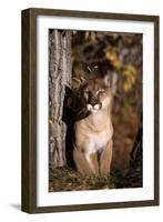 Puma-null-Framed Photographic Print