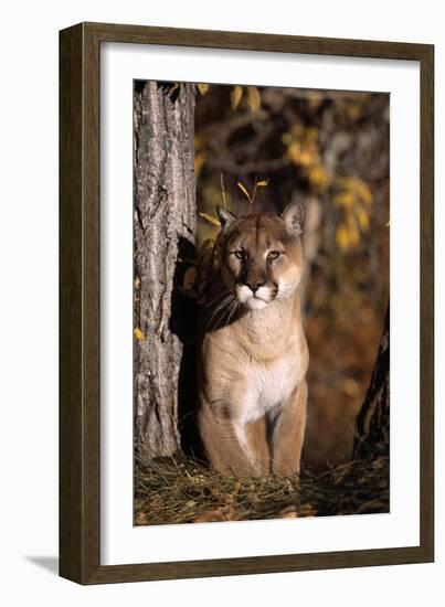 Puma-null-Framed Photographic Print