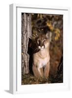 Puma-null-Framed Photographic Print