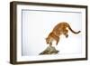 Puma-null-Framed Photographic Print