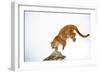 Puma-null-Framed Photographic Print