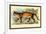 Puma-Sir William Jardine-Framed Art Print