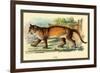 Puma-Sir William Jardine-Framed Art Print