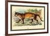 Puma-Sir William Jardine-Framed Art Print