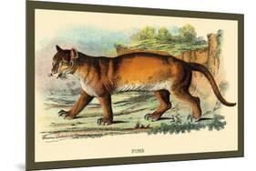 Puma-Sir William Jardine-Mounted Art Print