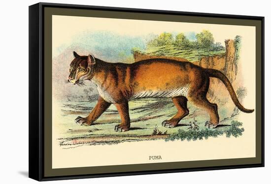 Puma-Sir William Jardine-Framed Stretched Canvas