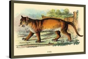 Puma-Sir William Jardine-Stretched Canvas