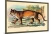 Puma-Sir William Jardine-Mounted Art Print