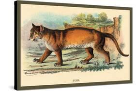 Puma-Sir William Jardine-Stretched Canvas