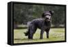 Pumi Hungary Dog in Garden-null-Framed Stretched Canvas