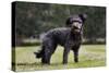 Pumi Hungary Dog in Garden-null-Stretched Canvas
