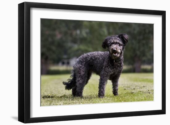 Pumi Hungary Dog in Garden-null-Framed Photographic Print