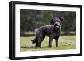 Pumi Hungary Dog in Garden-null-Framed Photographic Print