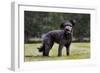 Pumi Hungary Dog in Garden-null-Framed Photographic Print