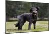 Pumi Hungary Dog in Garden-null-Mounted Photographic Print
