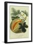 Pumpkin, 1787-null-Framed Giclee Print