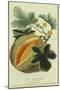 Pumpkin, 1787-null-Mounted Giclee Print