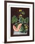 Pumpkin, 1812-George Brookshaw-Framed Giclee Print