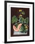 Pumpkin, 1812-George Brookshaw-Framed Giclee Print