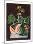 Pumpkin, 1812-George Brookshaw-Mounted Giclee Print