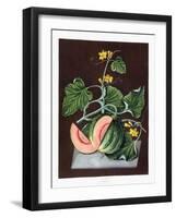 Pumpkin, 1812-George Brookshaw-Framed Giclee Print