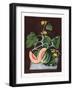 Pumpkin, 1812-George Brookshaw-Framed Giclee Print