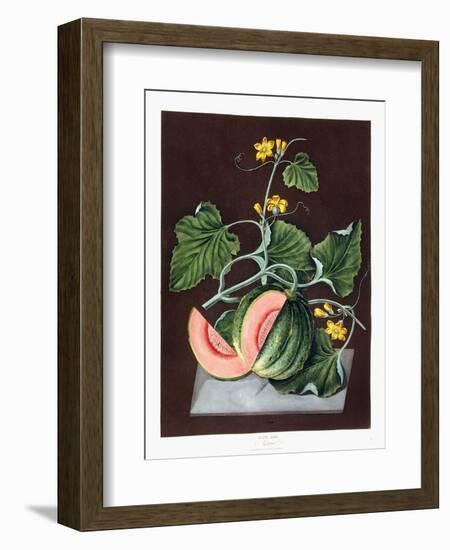 Pumpkin, 1812-George Brookshaw-Framed Giclee Print