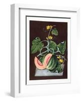 Pumpkin, 1812-George Brookshaw-Framed Giclee Print