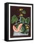 Pumpkin, 1812-George Brookshaw-Framed Stretched Canvas
