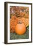 Pumpkin And Mums, Fall Foliage, Reading, Massachusetts, Usa-Lisa Engelbrecht-Framed Photographic Print