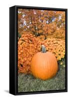 Pumpkin And Mums, Fall Foliage, Reading, Massachusetts, Usa-Lisa Engelbrecht-Framed Stretched Canvas