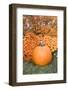 Pumpkin And Mums, Fall Foliage, Reading, Massachusetts, Usa-Lisa Engelbrecht-Framed Photographic Print