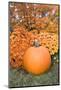 Pumpkin And Mums, Fall Foliage, Reading, Massachusetts, Usa-Lisa Engelbrecht-Mounted Photographic Print