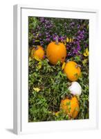 Pumpkin Display at the Historic Story Inn, Autumn, Story, Indiana, USA-Chuck Haney-Framed Photographic Print