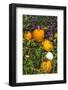 Pumpkin Display at the Historic Story Inn, Autumn, Story, Indiana, USA-Chuck Haney-Framed Photographic Print