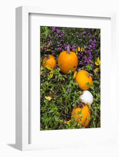 Pumpkin Display at the Historic Story Inn, Autumn, Story, Indiana, USA-Chuck Haney-Framed Photographic Print