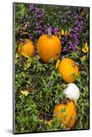 Pumpkin Display at the Historic Story Inn, Autumn, Story, Indiana, USA-Chuck Haney-Mounted Photographic Print