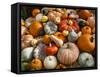 Pumpkin Display for Fall Festival-Richard T. Nowitz-Framed Stretched Canvas